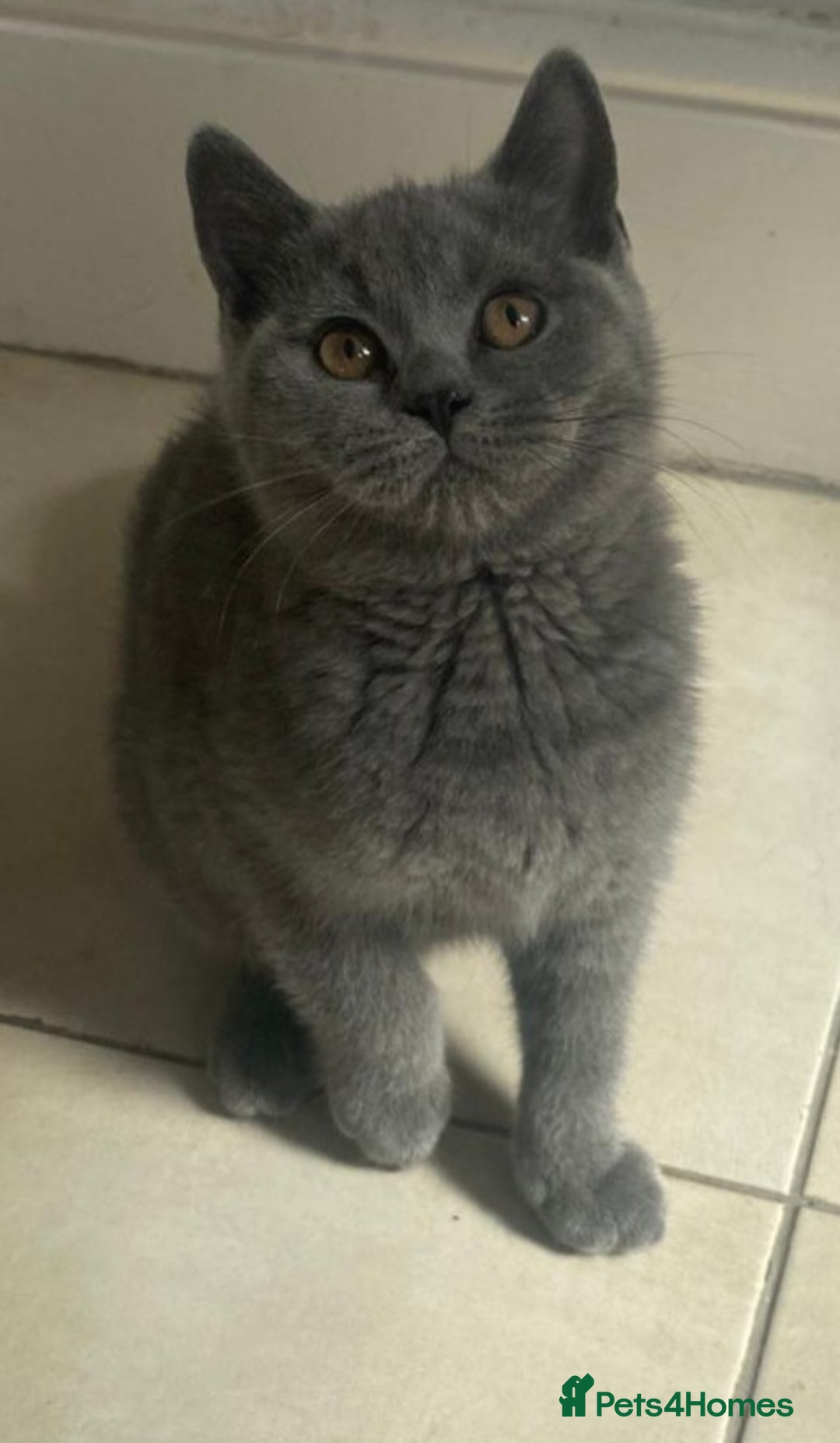 British Shorthair cats for sale: British Shorthair Kittens - Image 10