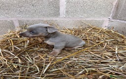 Jack Russell dogs for sale: Lilac & Tan Miniature Jack Russel  - Image 7