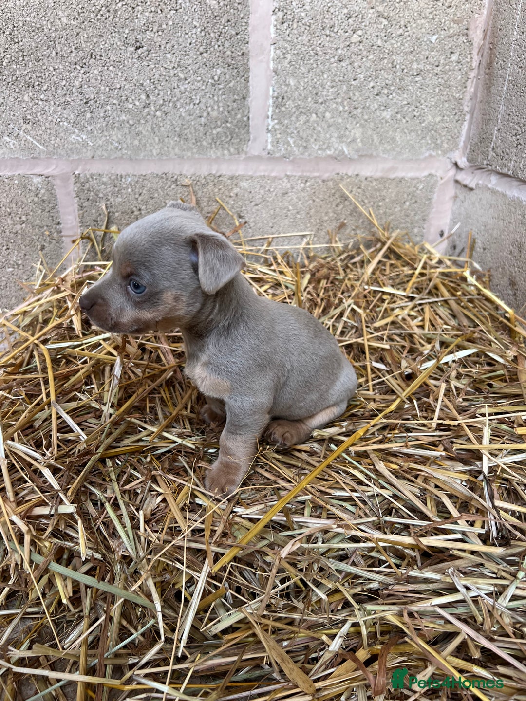 Jack Russell dogs for sale: Lilac & Tan Miniature Jack Russel  - Image 7