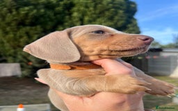 Miniature Dachshund dogs for sale: Miniature Dachshund Isabella Tan Short Soft Coat - Image 10