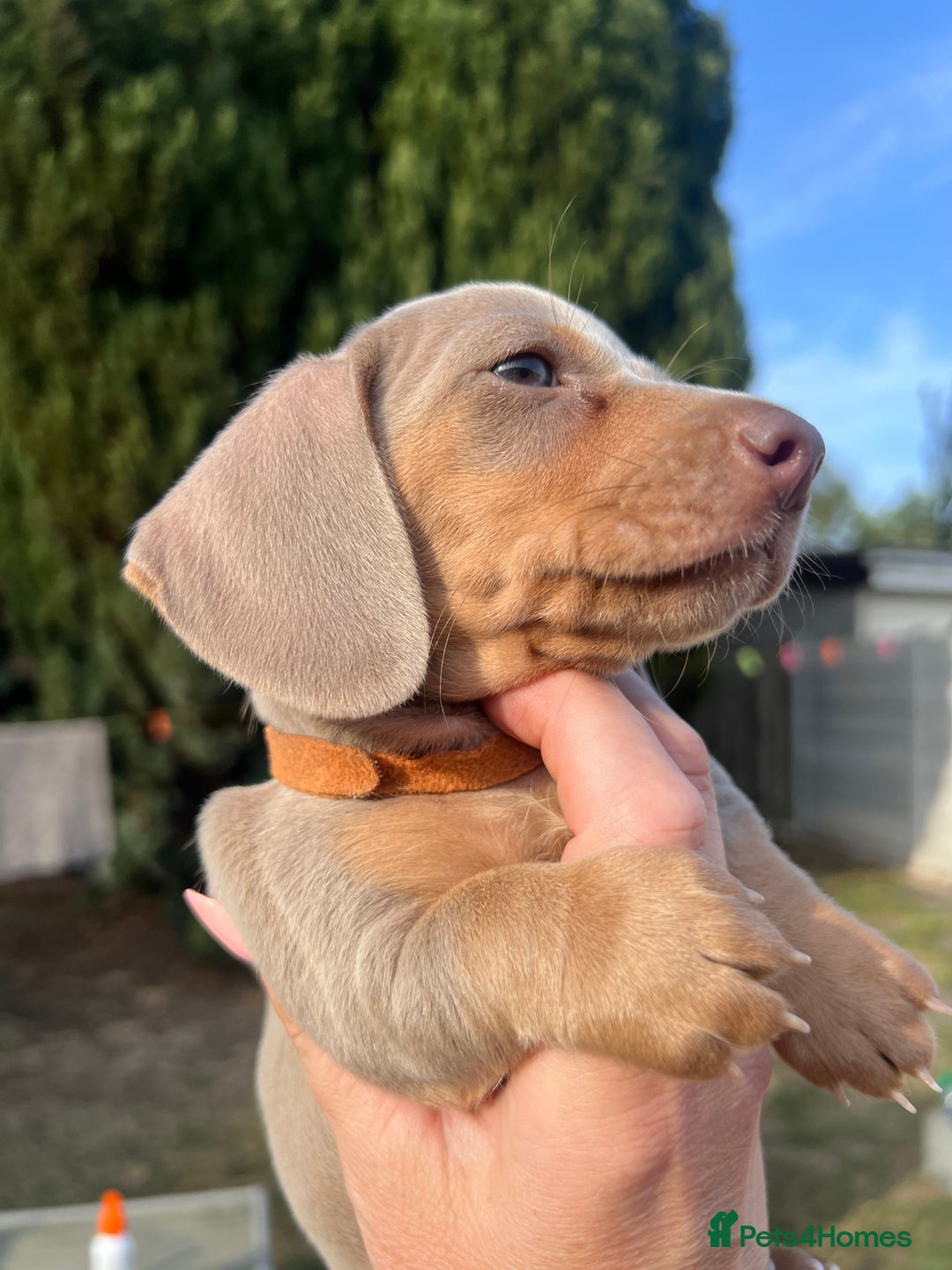Miniature Dachshund dogs for sale: Miniature Dachshund Isabella Tan Short Soft Coat - Image 10