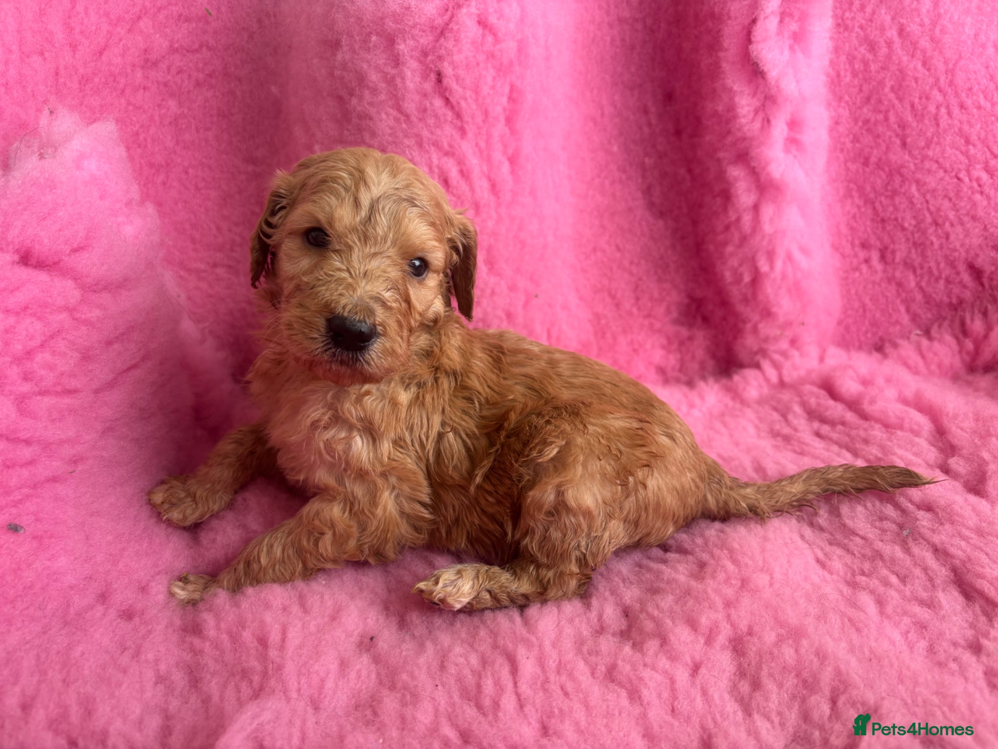 Goldendoodle dogs Beautiful Goldendoodles - Advert 2