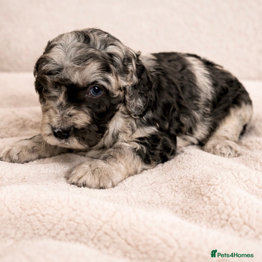 Australian Labradoodle dogs AUSTRALIAN LABRADOODLE  - Advert 3