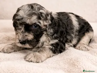 Australian Labradoodle dogs AUSTRALIAN LABRADOODLE - Advert 3