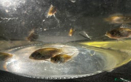 Cichlids fish for sale: Juvenile electric blue acaras - Image 5