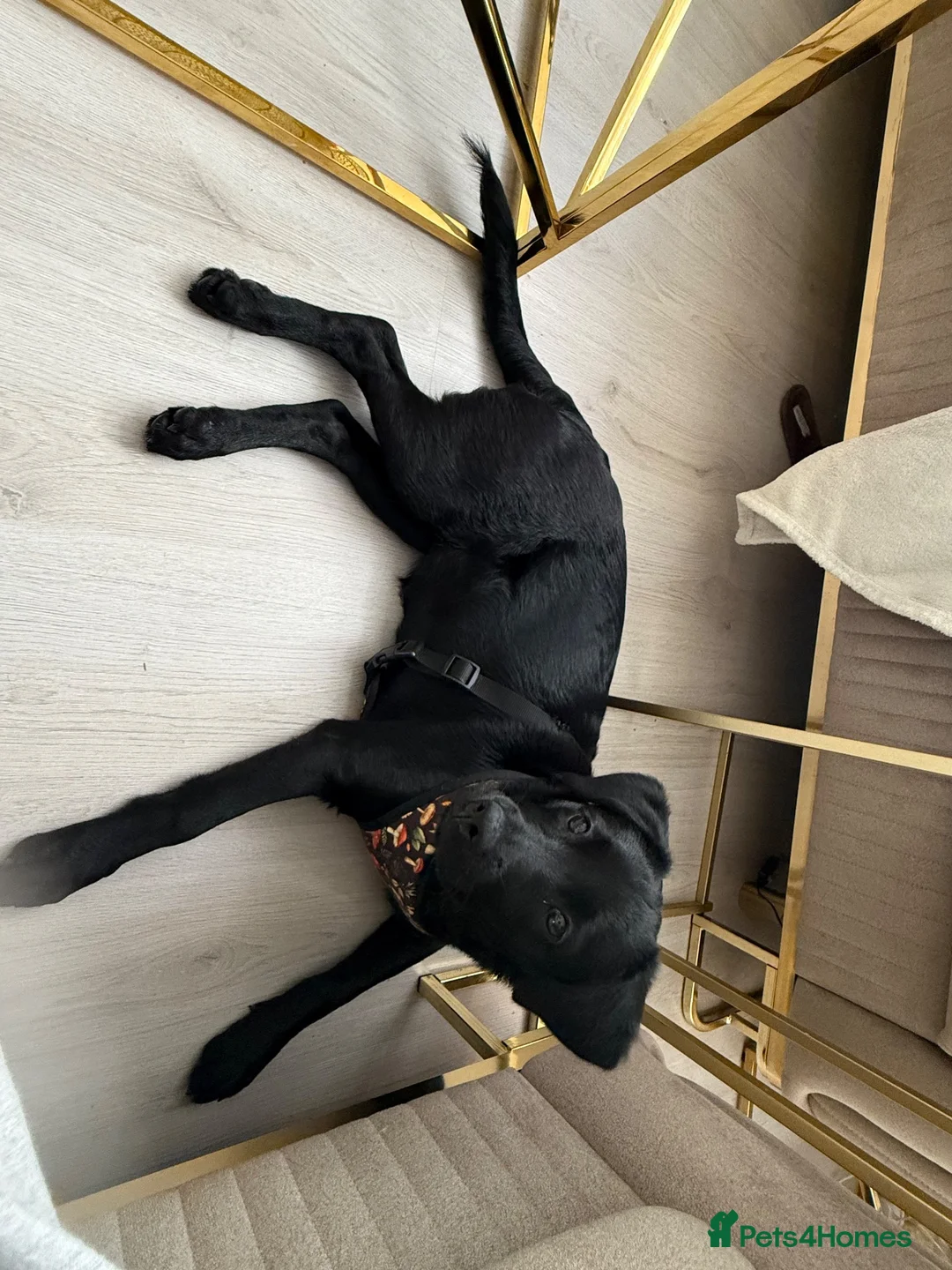Labrador Retriever dogs for sale: Beautiful 6-Month-Old Puppy - Advert 1