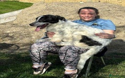 Mixed Breed dogs for adoption: Jeremy for adoption - Advert 1