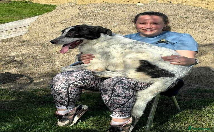 Mixed Breed dogs Jeremy for adoption - Advert 6