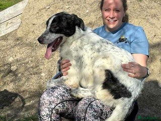 Mixed Breed dogs Jeremy for adoption - Advert 1