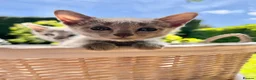 Russian Blue cats for sale: 🐾Champion Line TICA Russian Blue Kittens 🐾 - Advert 14