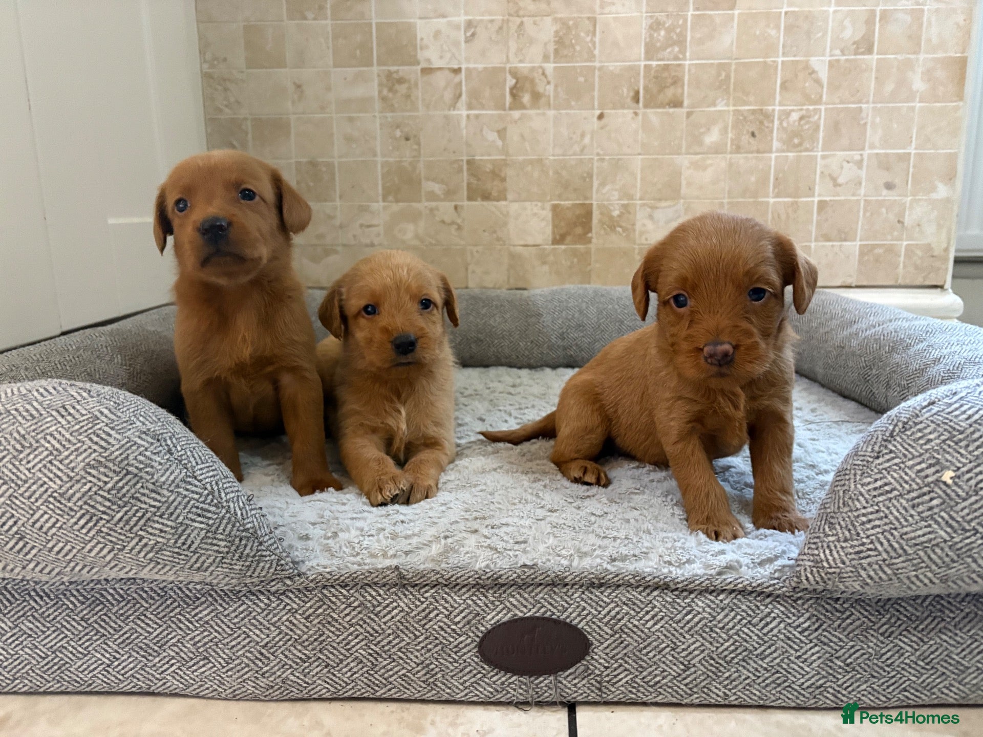 Labradoodle dogs F1B Quality Health Tested Fox Red Labradoodle  - Advert 1