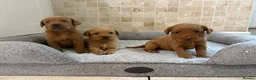 Labradoodle dogs for sale: F1B Quality Health Tested Fox Red Labradoodle  - Advert 1