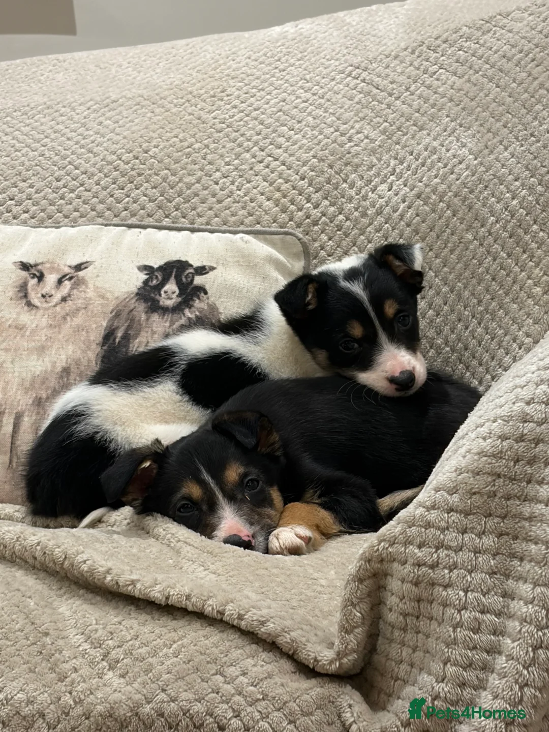 Border Collie dogs for sale: Border Collie Pups - Advert 1