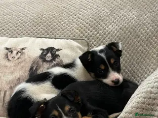 Border Collie dogs Border Collie Pups - Advert 2