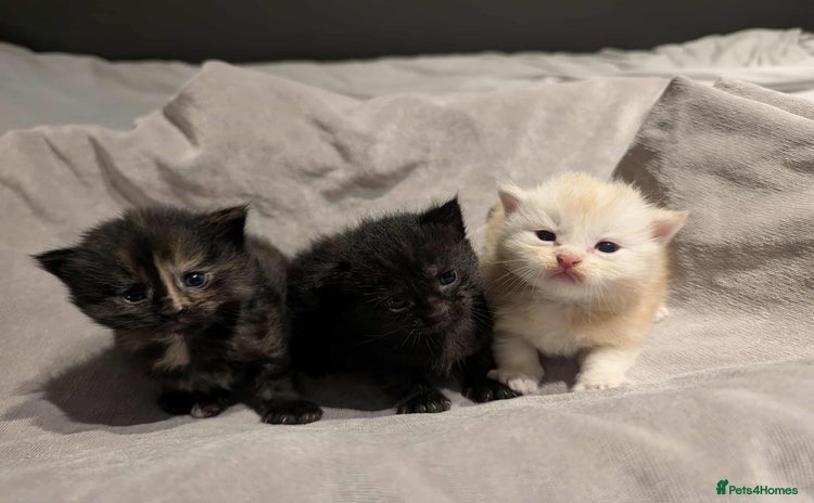 Maine Coon cats - Advert 13