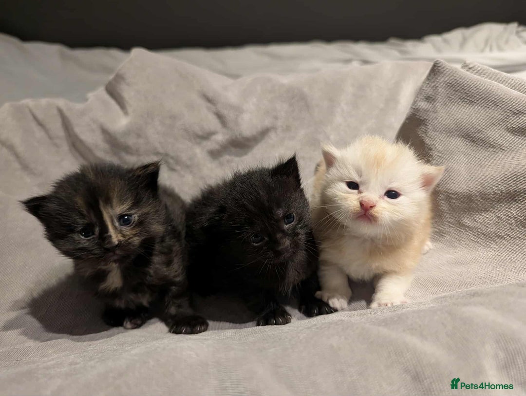 Maine Coon cats for sale: Maine Coon crossed Ragdoll kittens - Image 1