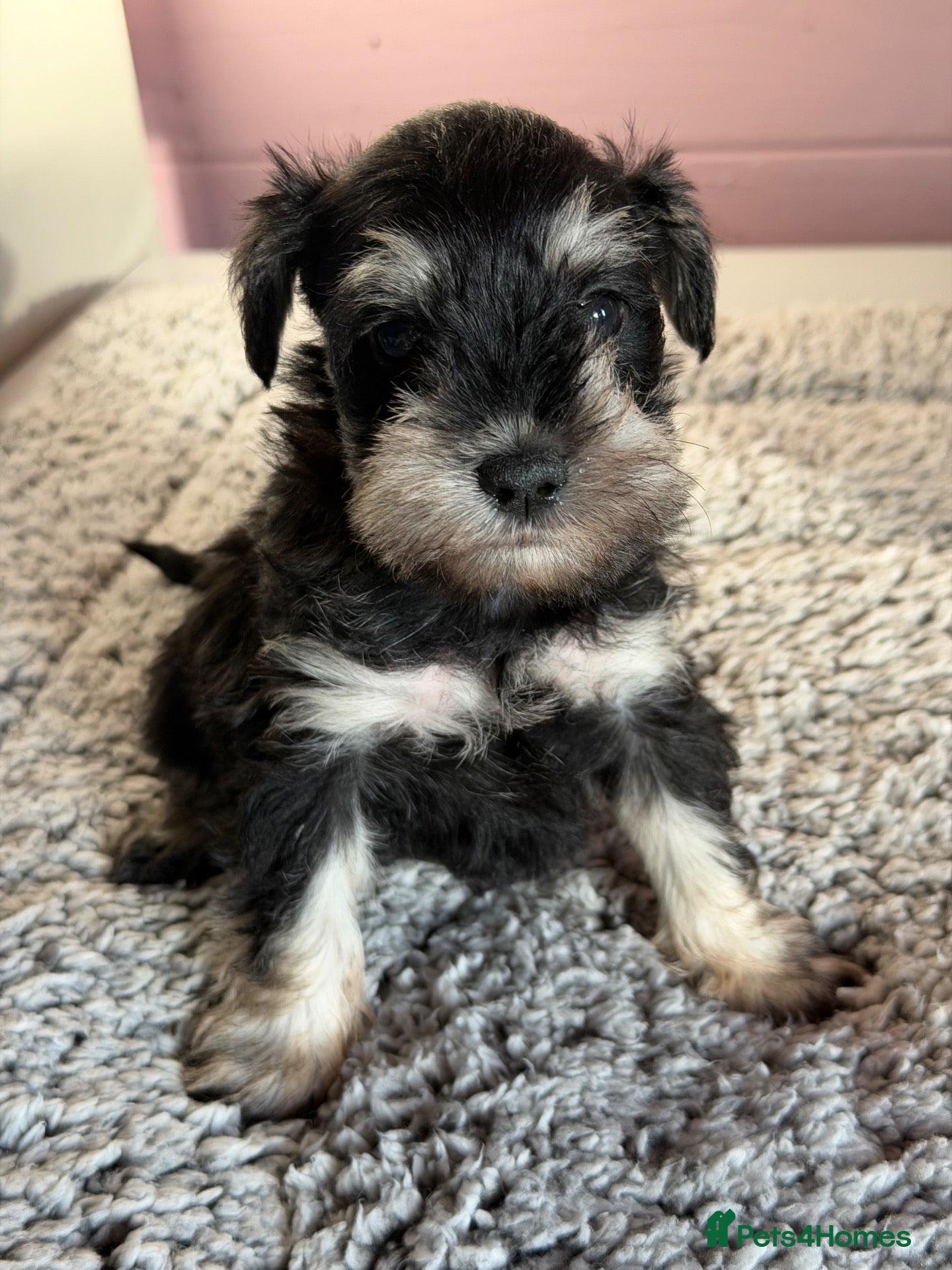 Miniature Schnauzer dogs Last black and silver girl  - Advert 3