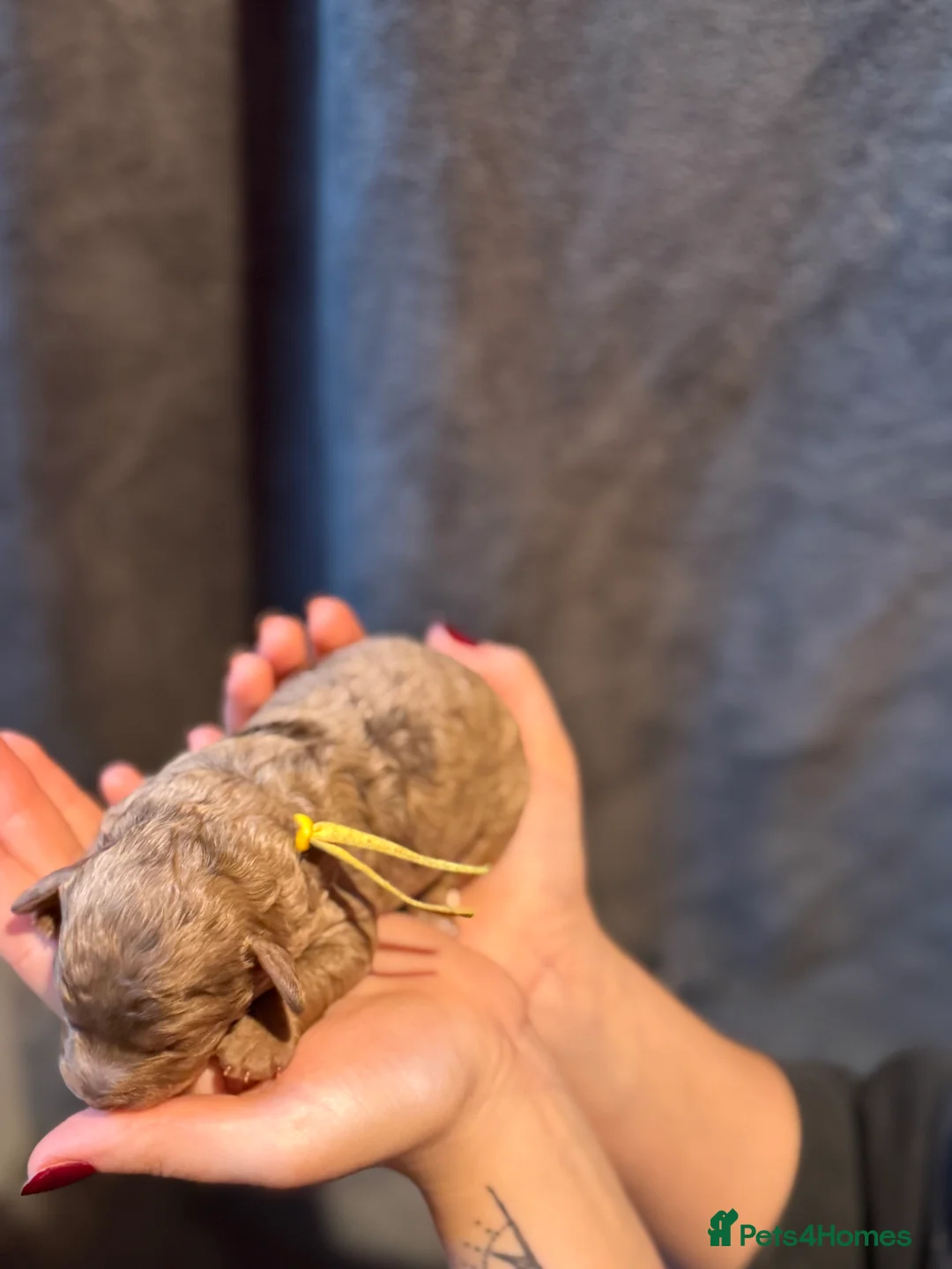 Cavapoo dogs for sale: F1b Health tested Phantom chocolate Merle Cavapoo - Advert 21