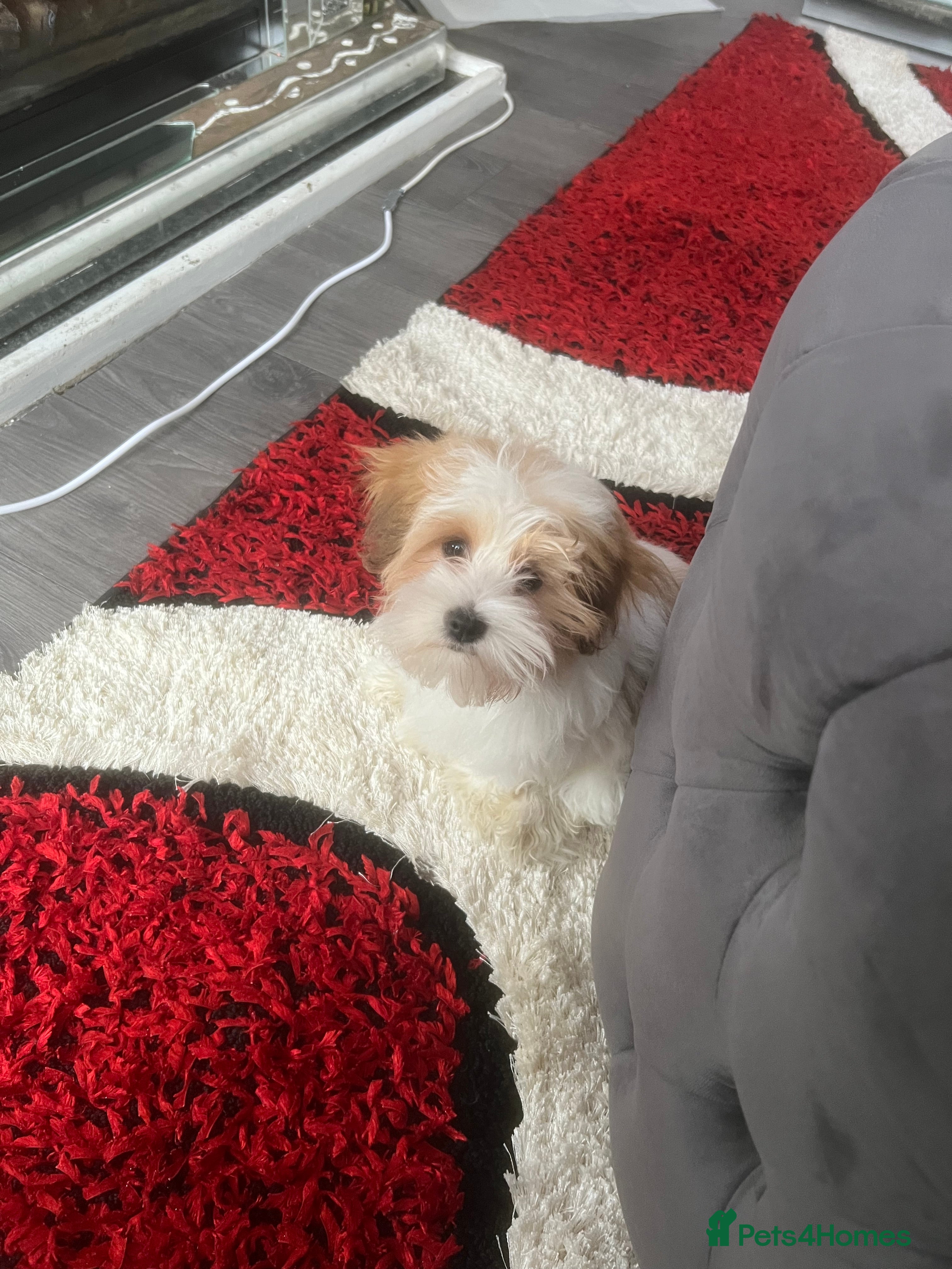 Yorkshire Terrier dogs Bela  in Halifax - Advert 9