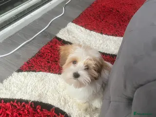 Yorkshire Terrier dogs Bela in Halifax - Advert 9