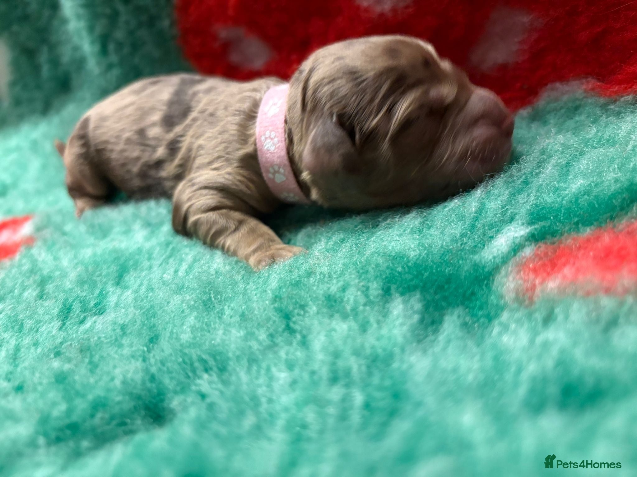 Cockapoo dogs for sale: STUNNING F1 COCKAPOOS  - Advert 13