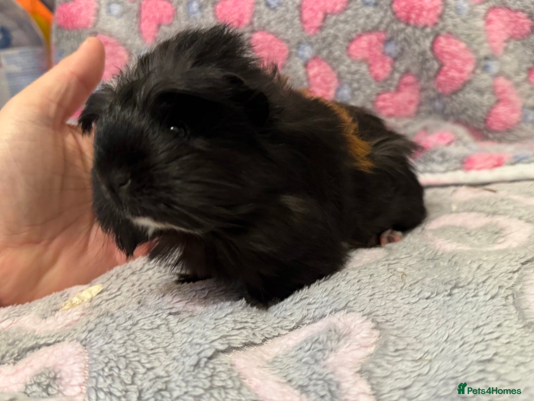 Guinea Pig rodents for sale: Beautiful Guinea pig babies  - Advert 13