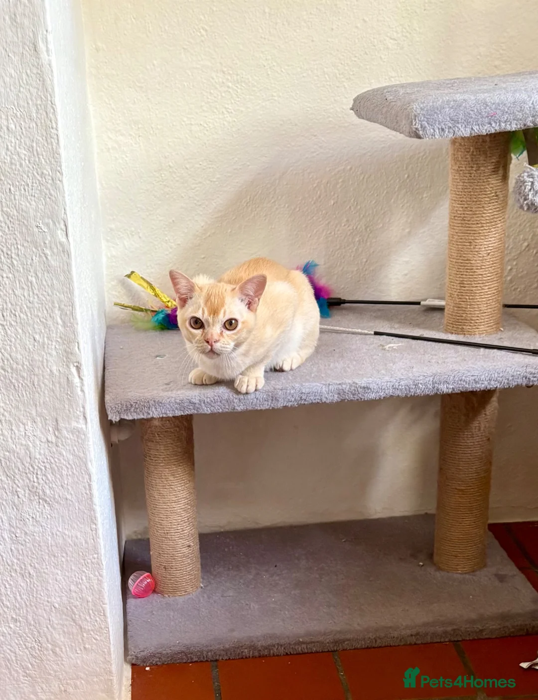 Burmese cats for sale: Burmese male kitten  - Advert 2