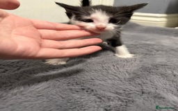 Mixed Breed cats for sale: Mixed kittens 4 males  - Image 7