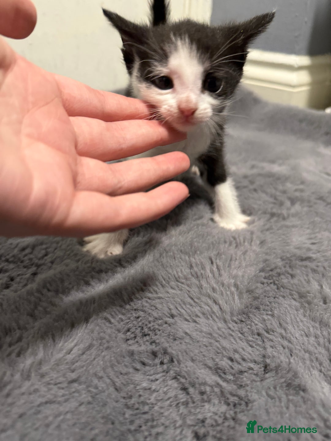 Mixed Breed cats for sale: Mixed kittens 4 males  - Image 7