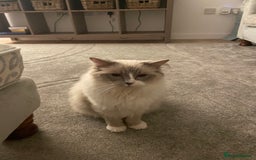 Ragdoll cats for sale: Female Ragdoll  - Image 7