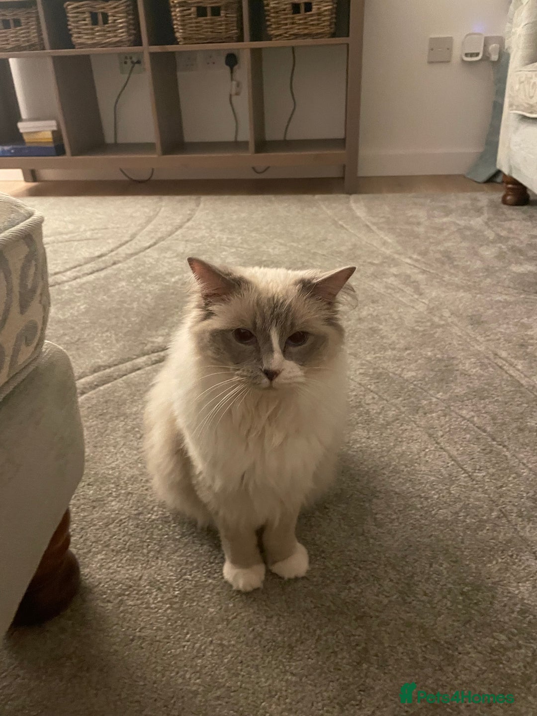 Ragdoll cats for sale: Female Ragdoll  - Image 7