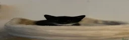 Mixed Breed cats for sale: 5 Beautiful Female Kittens - Advert 6