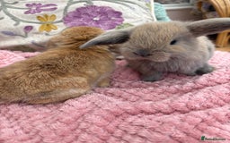Mini Lop rabbits for sale: Indoor raised Mini Lops in Abergavenny - Image 4