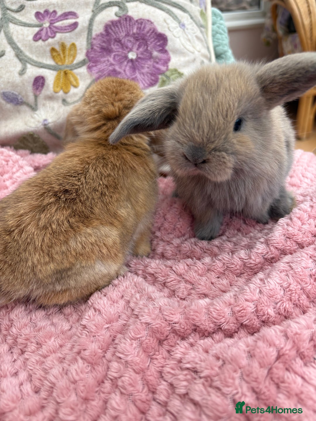 Mini Lop rabbits for sale: Indoor raised Mini Lops in Abergavenny - Image 4