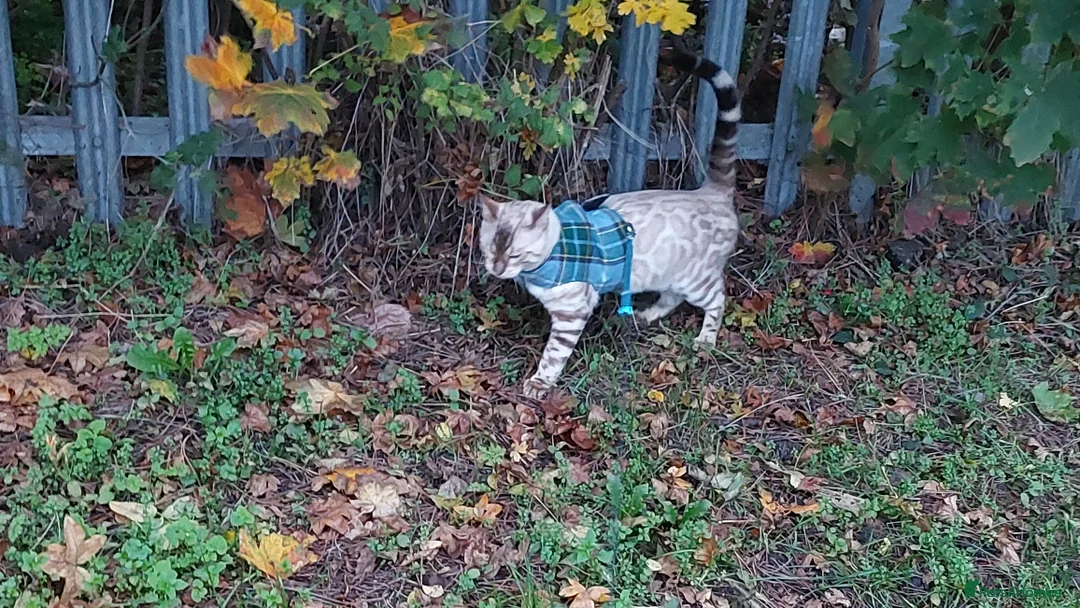 Bengal cats for stud: AMAZING SNOW LYNX STUD BENGAL TICA reg  in Harlow - Advert 27