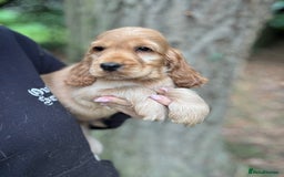 Cocker Spaniel dogs for sale: ALL GOLDEN 100% SHOW TYPE HEALTH TESTED PARENTS  - Image 1