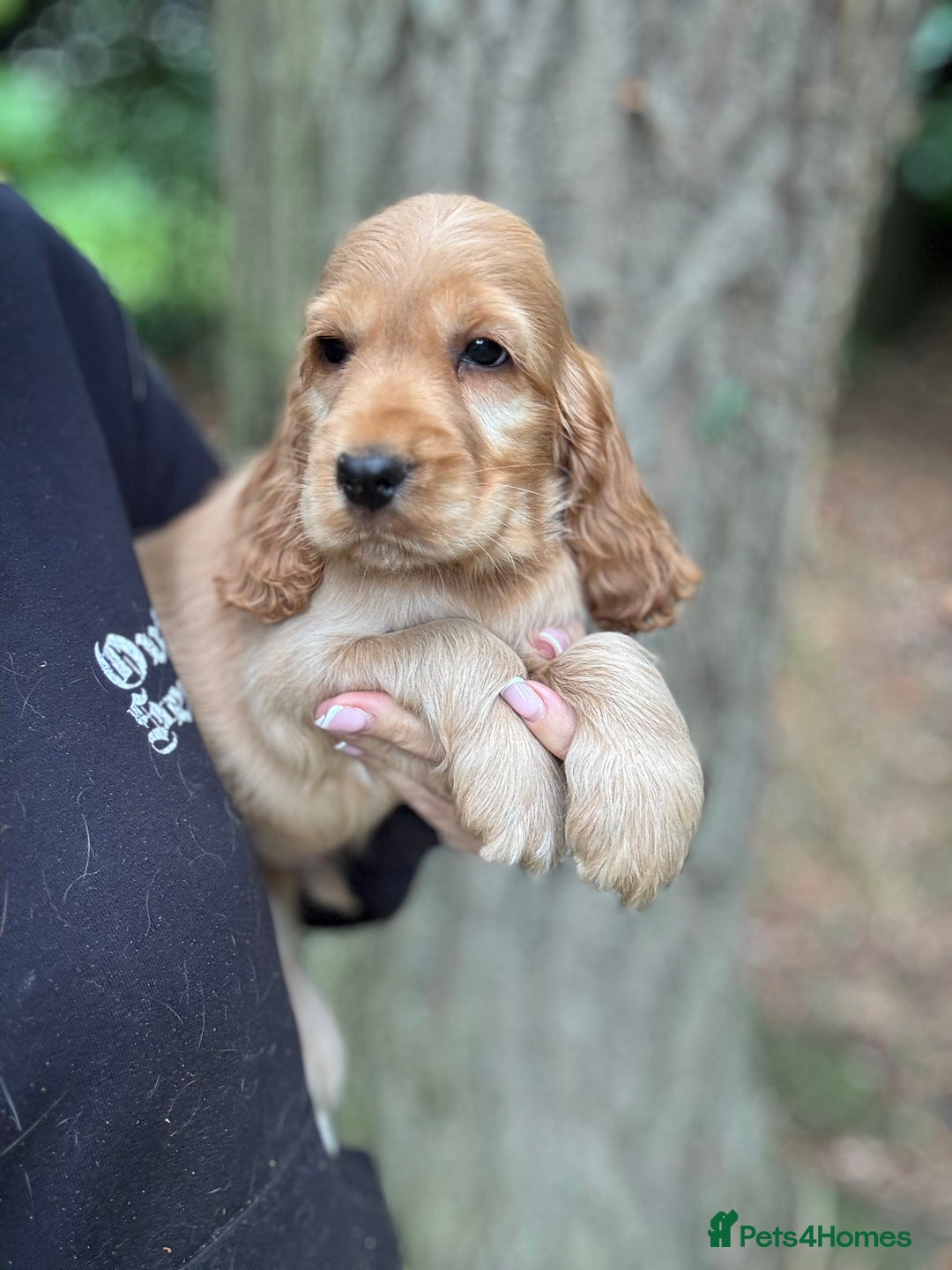 Cocker Spaniel dogs for sale: ALL GOLDEN 100% SHOW TYPE HEALTH TESTED PARENTS  - Image 1