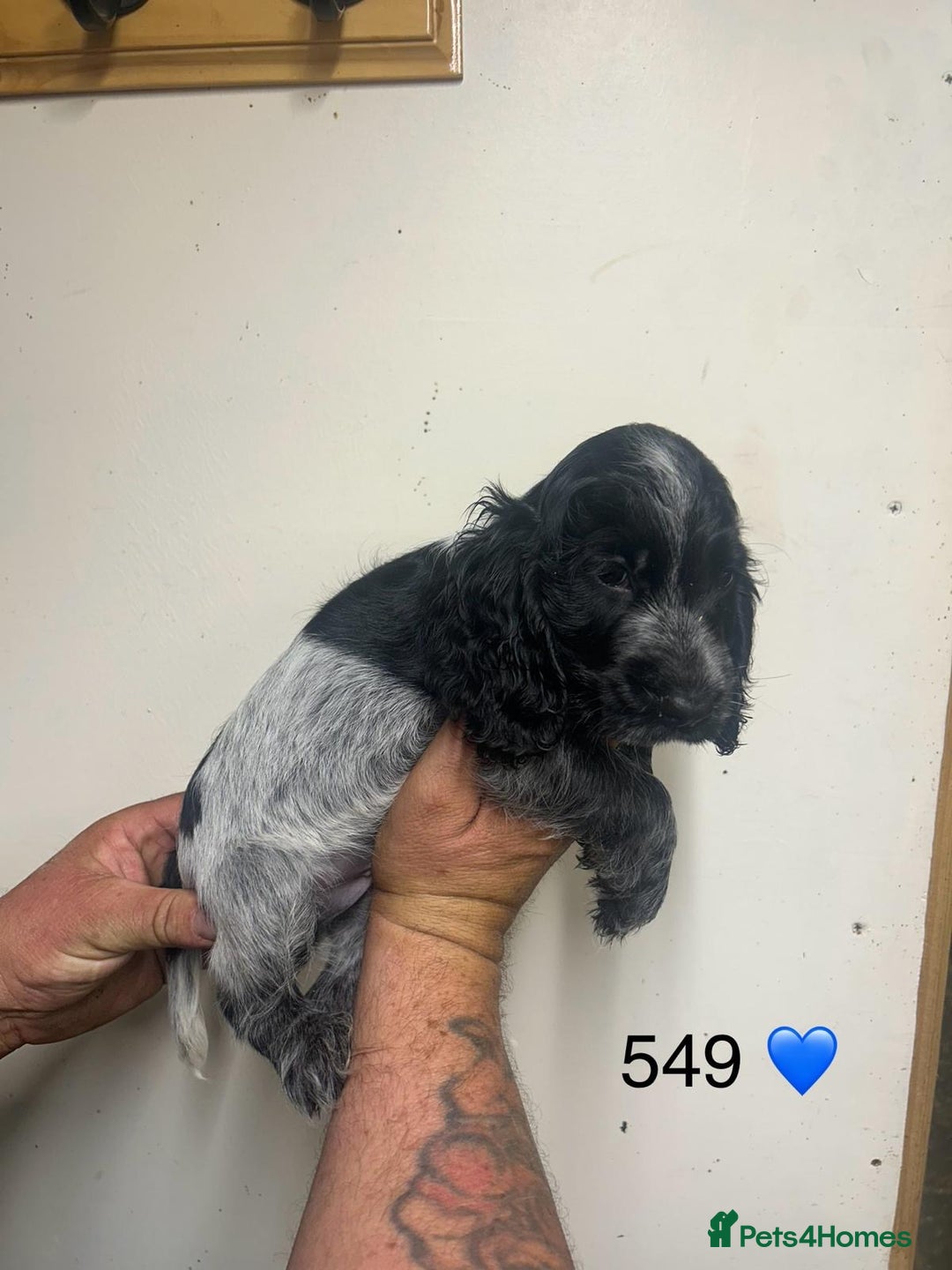 Cocker Spaniel dogs for sale: Blue Roan and Blue Roan & Tan - Image 12