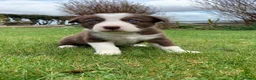 Border Collie dogs for sale: Beautiful Border Collie pups - Advert 11