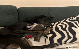 Mixed Breed dogs for adoption: Foster homes urgently needed for rescue dogs - Image 6