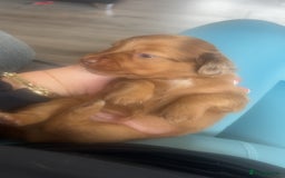 Miniature Dachshund dogs for sale: Long haired Dapple Puppy ready to leave  - Image 5