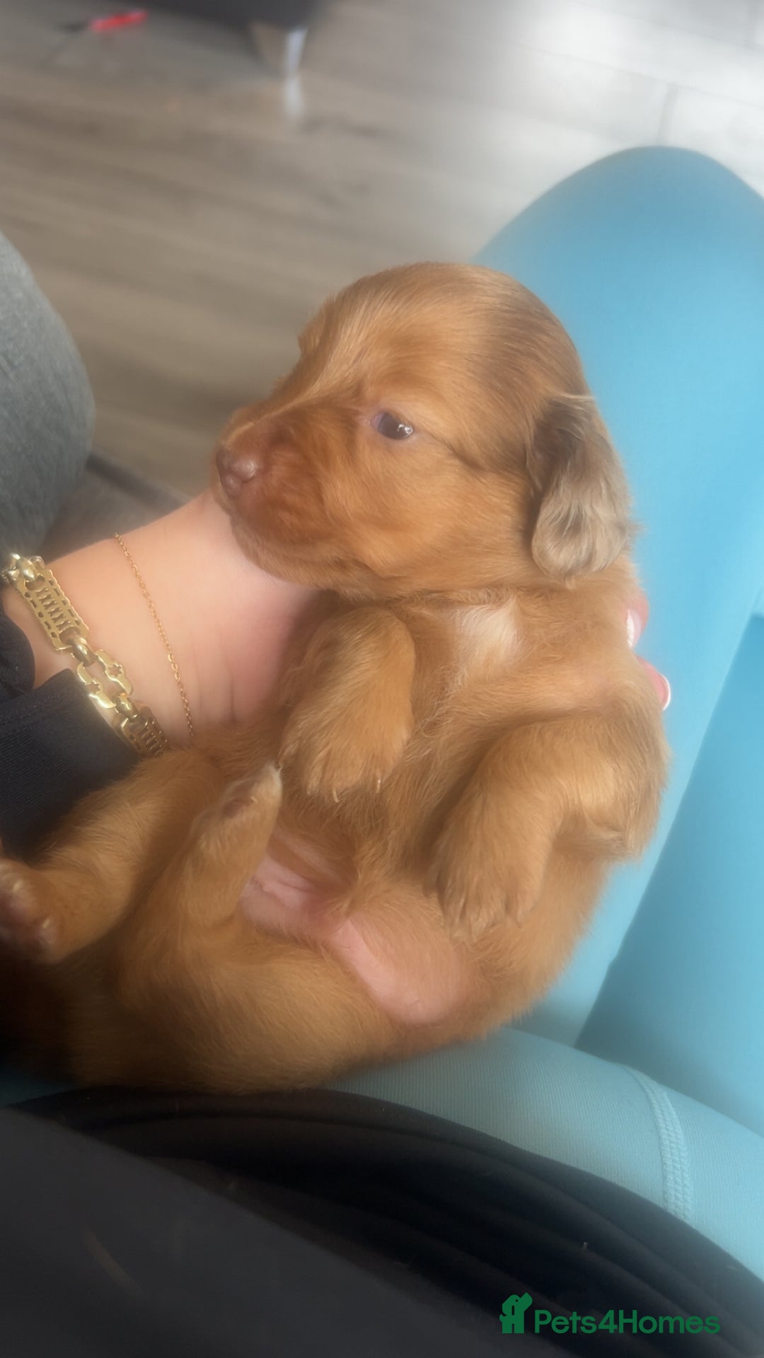 Miniature Dachshund dogs for sale: Long haired Dapple Puppy ready to leave  - Image 5