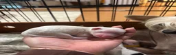 Chinese Crested dogs for sale: Chinese crested Powderpuff boys - Advert 4