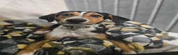 Mixed Breed dogs for adoption: Dotty - Advert 4