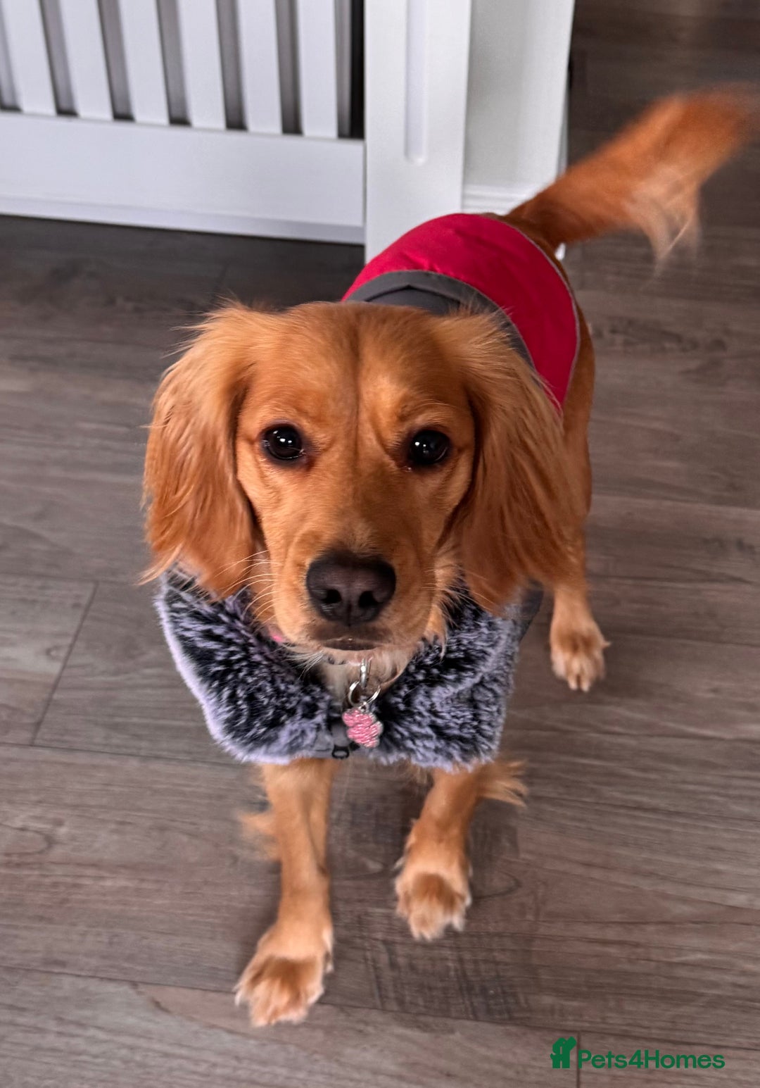 Mixed Breed dogs for sale: Molly 18 Month Old Cocker SpanielxGolden Retriever - Image 10