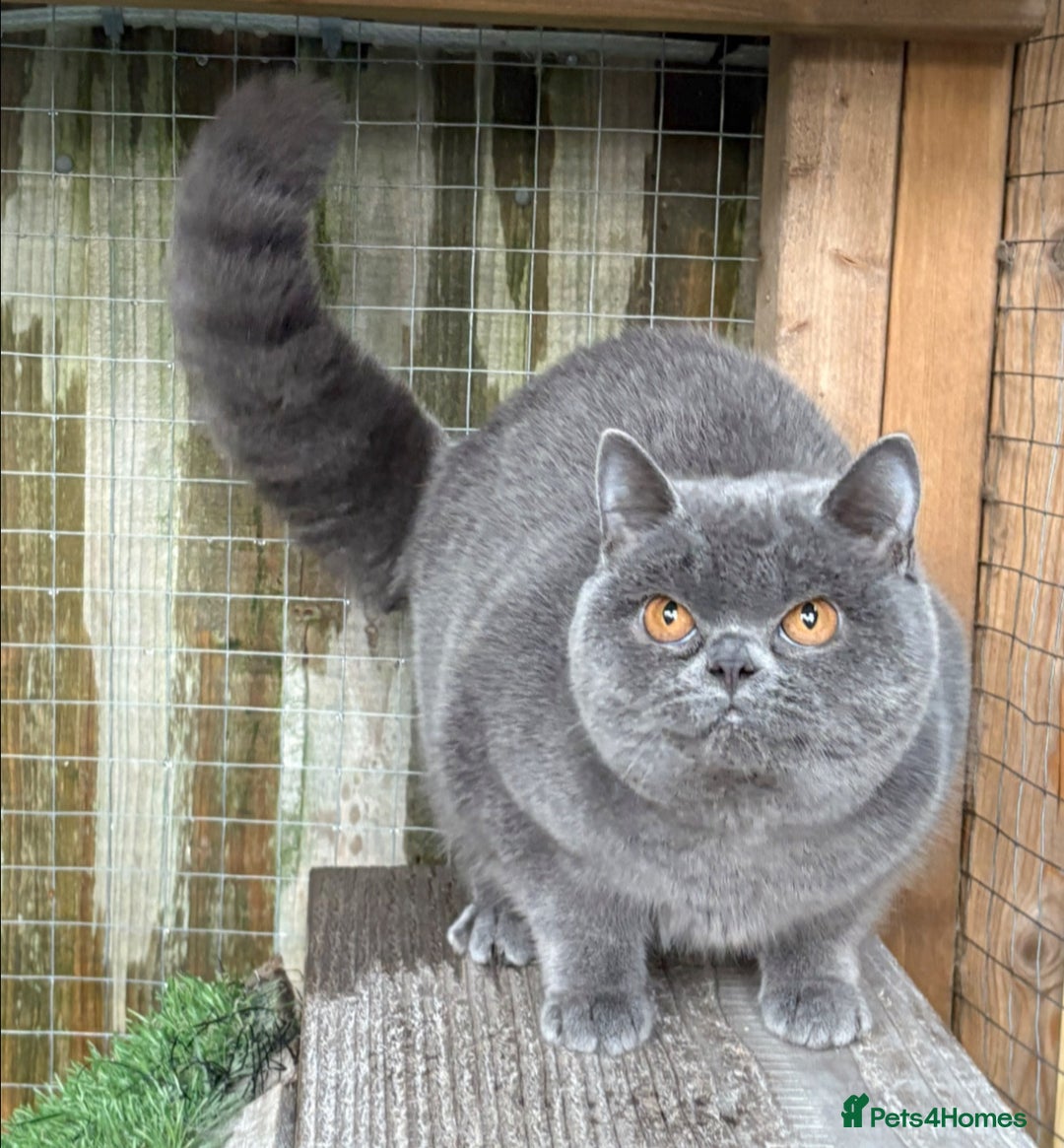 British Shorthair cats for sale: Blue girl available  - Advert 4