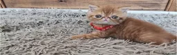 Persian cats for sale: 🐾 Beautiful Persian Kittens 🐾 - Advert 20