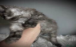 Maine Coon cats for sale: TICA Registered Black Smoke Male / Silver Male  - Image 5
