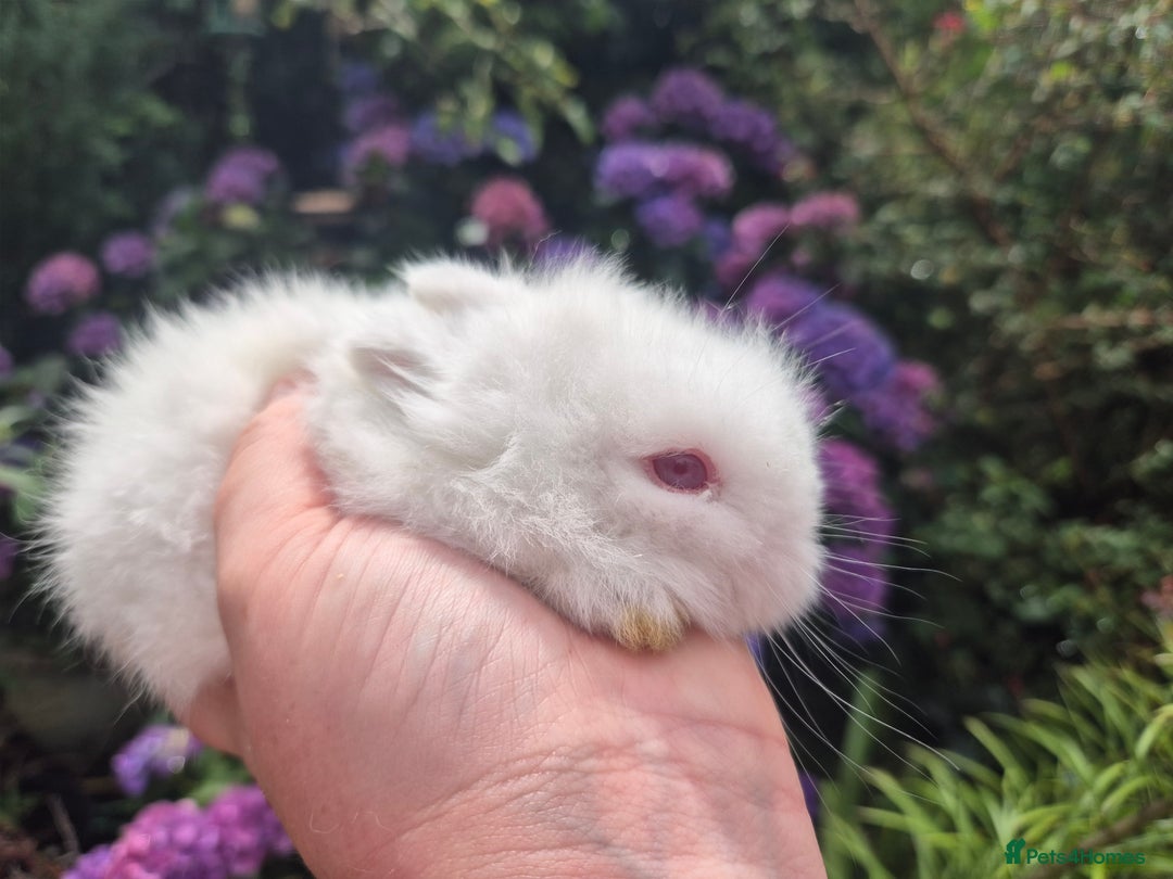 Angora rabbits for sale: 🧡Teddydwerg babies- Imported parents🧡 - Image 7