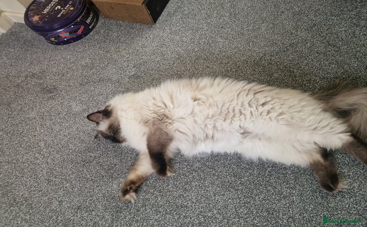 Ragdoll cats - Advert 11